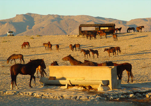 Klein-Aus Vista Desert Horse Inn Exteriör bild